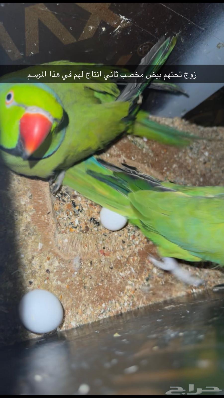 ازواج درة هندي منتجه64502136507522110