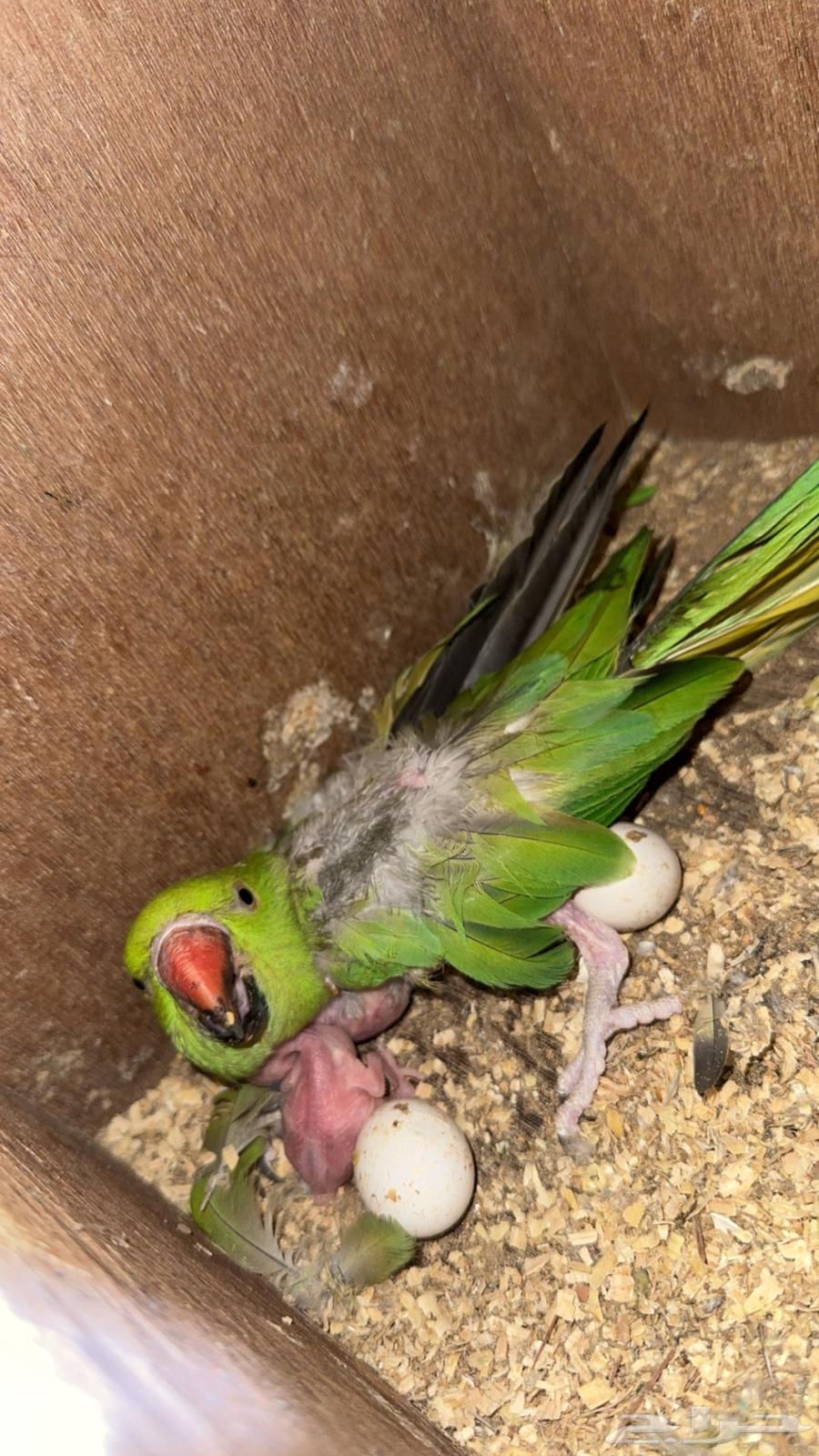 ازواج درة هندي منتجه64502136507522113