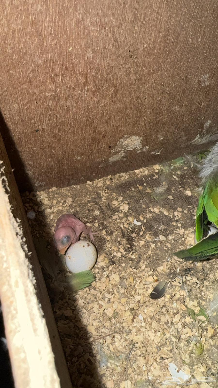 ازواج درة هندي منتجه64502136507522114