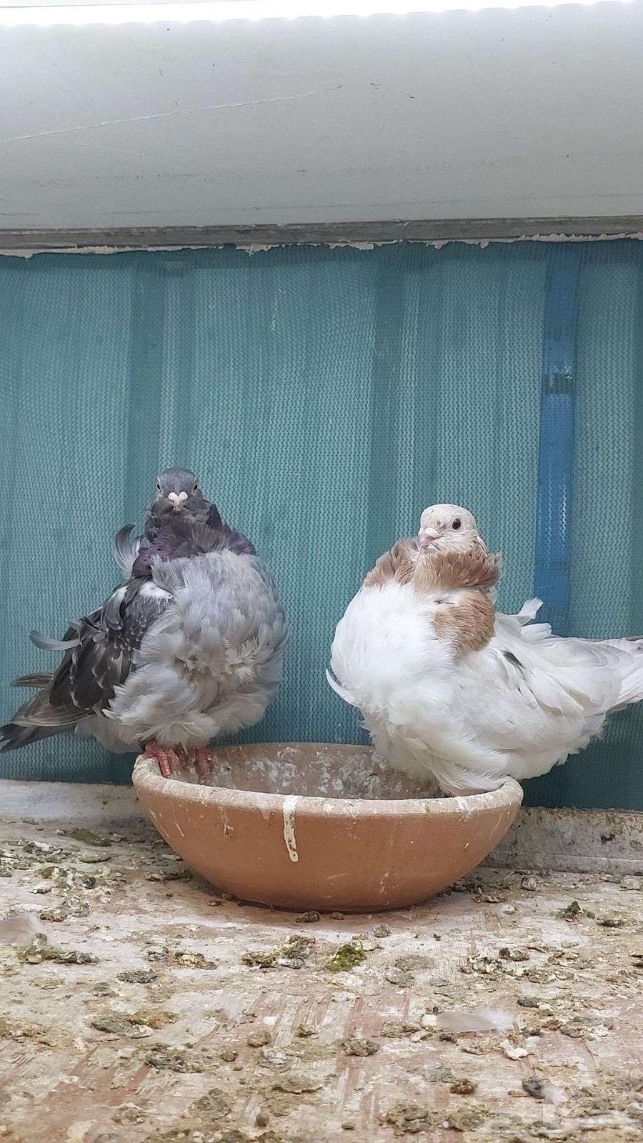 للبيع زوج كشكش تم البيييع64503118193793110