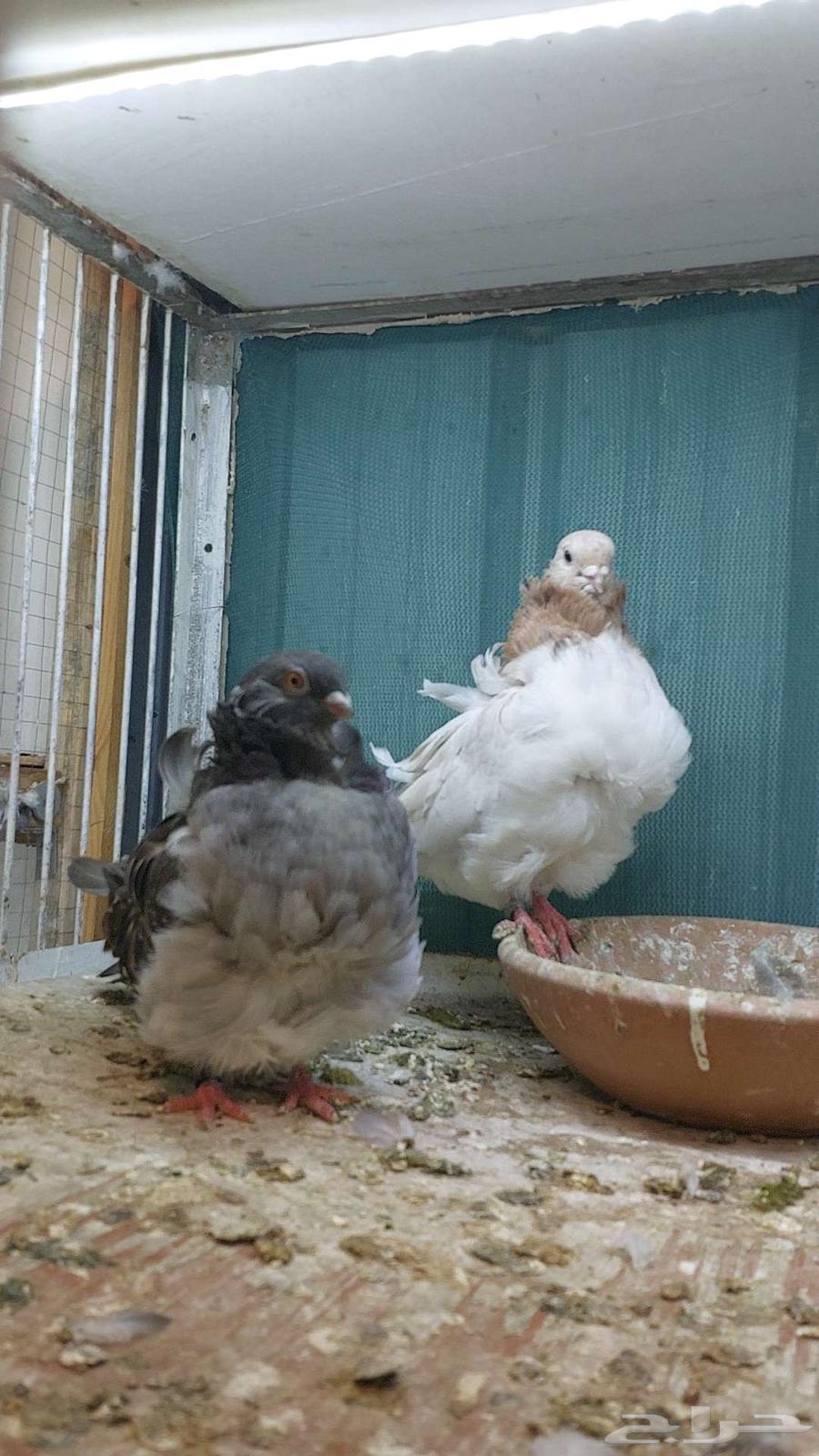 للبيع زوج كشكش تم البيييع64503118193793112