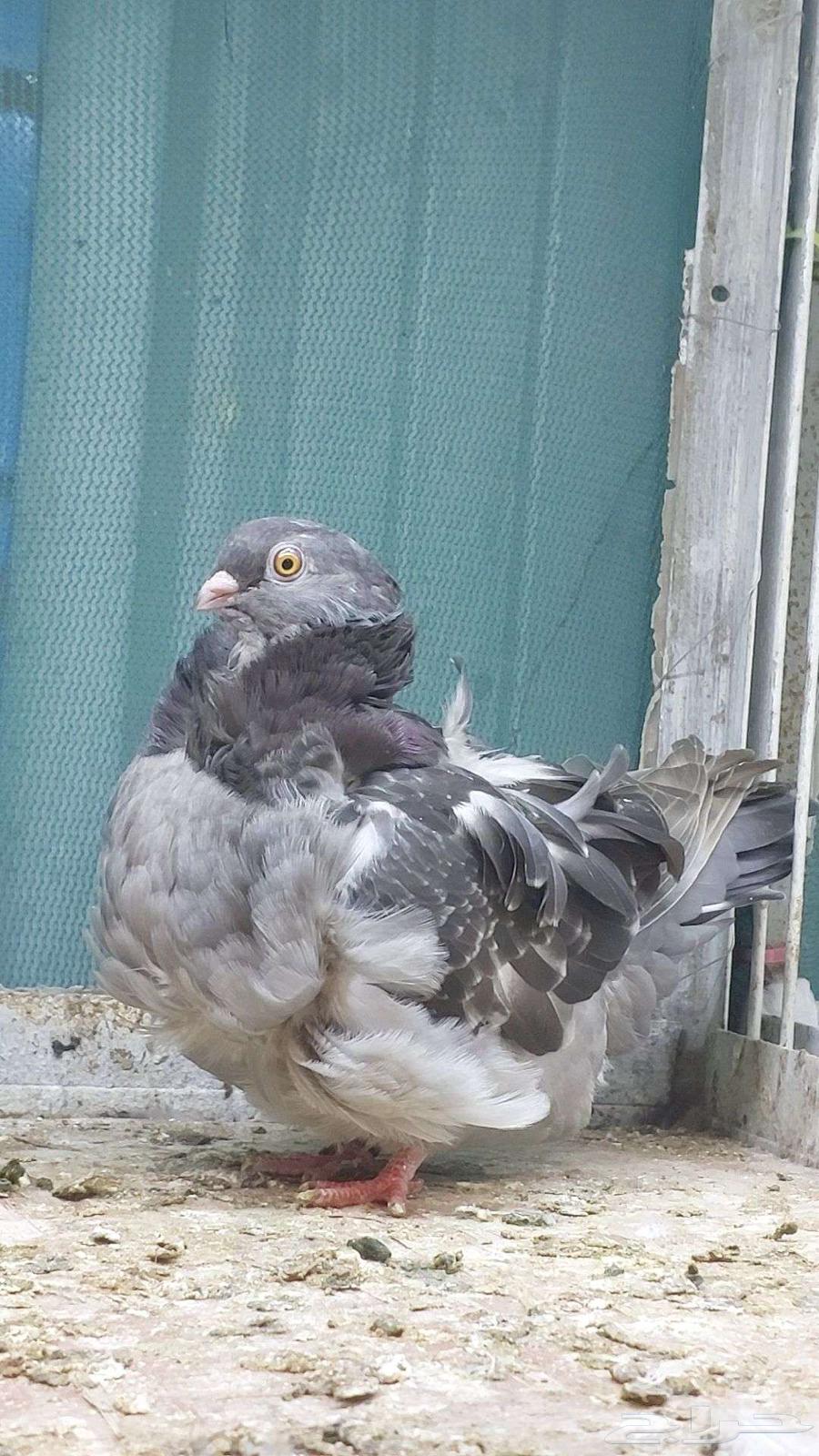 للبيع زوج كشكش تم البيييع64503118193793111