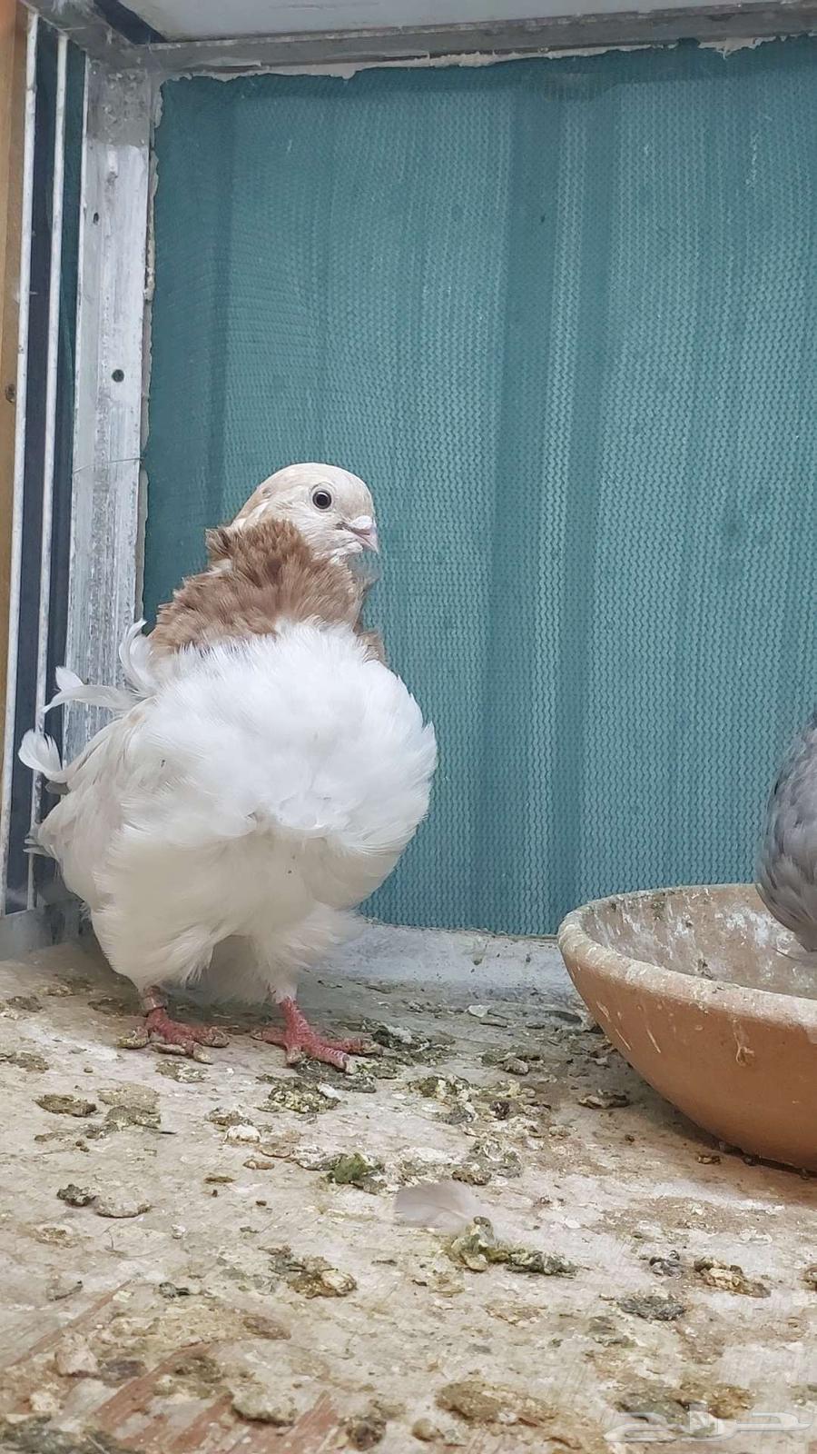 للبيع زوج كشكش تم البيييع64503118193793113