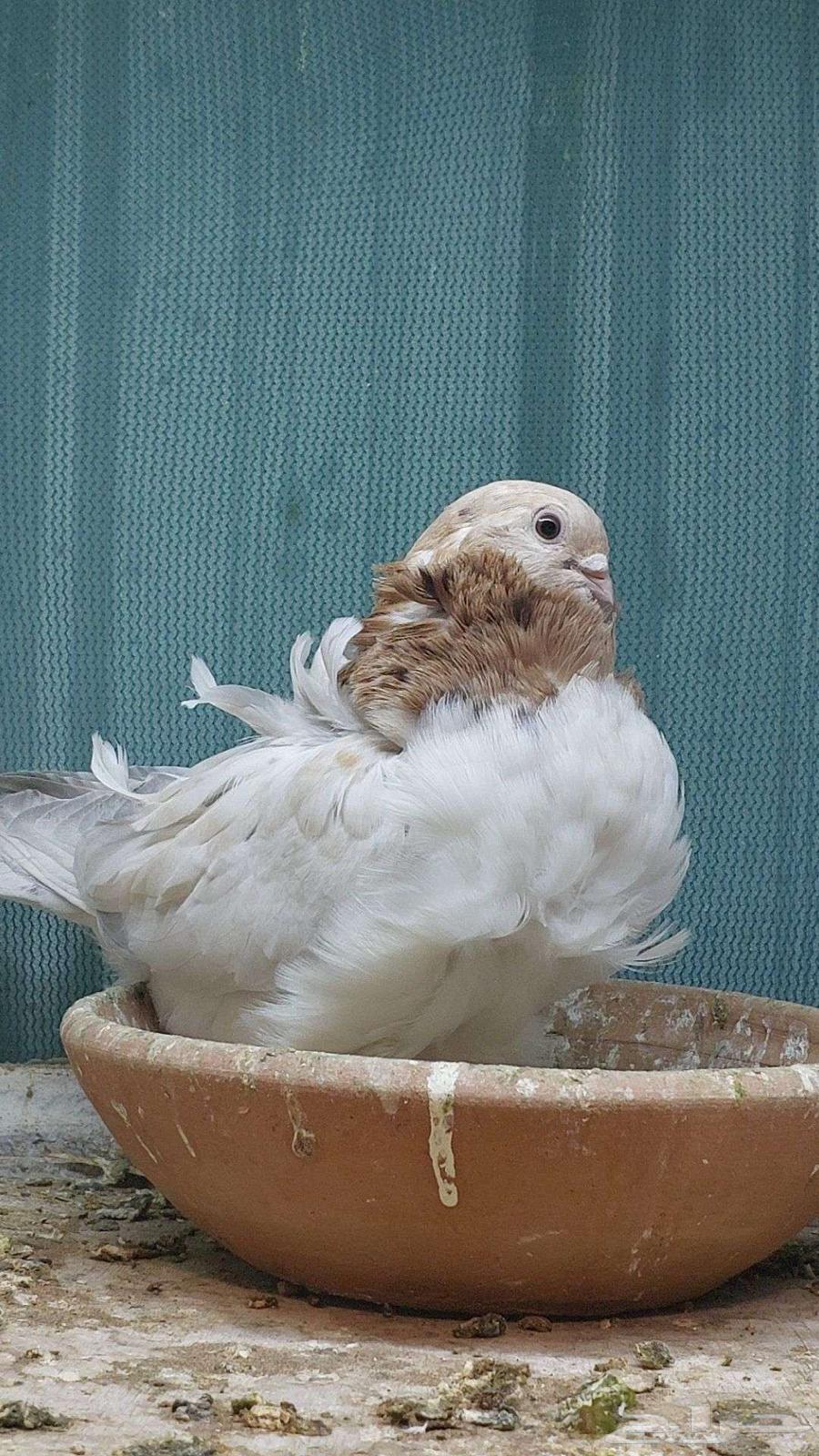 للبيع زوج كشكش تم البيييع64503118193793114