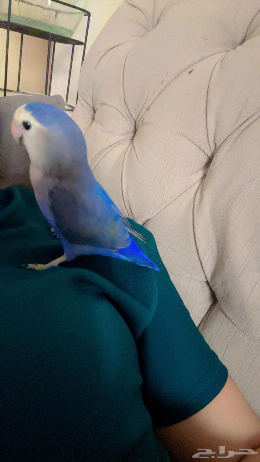 طير روز راح الطير الله يبارك لهم64496986304769110