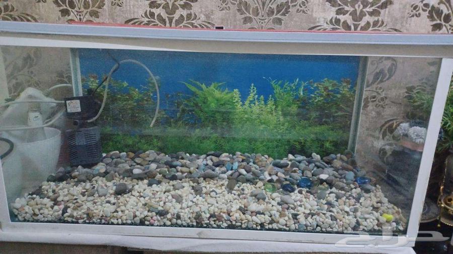 حوض أسماك بسعر رخيص جداً64502995642498110