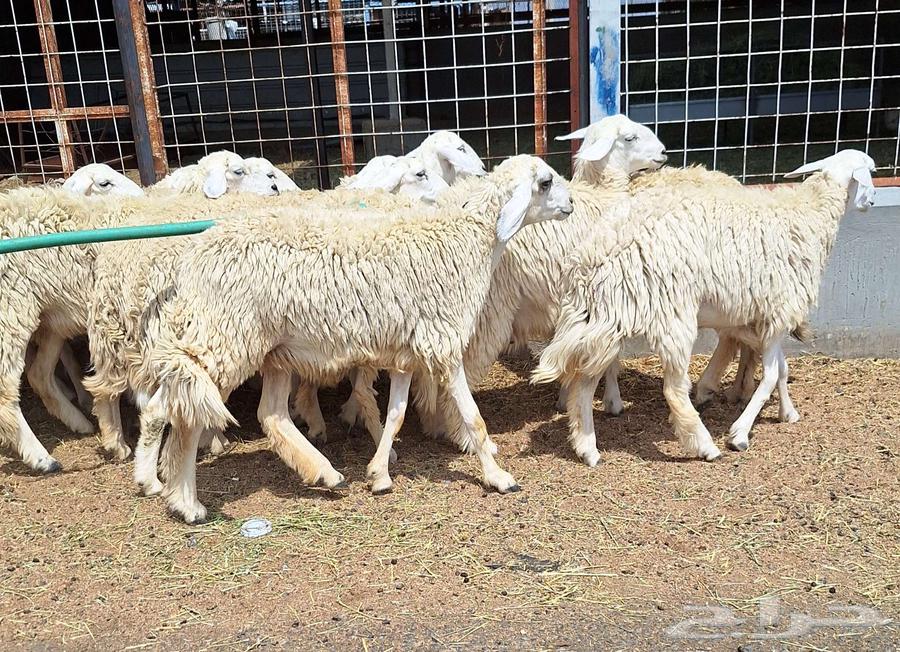 رخال حريات مقاني طيبه العدد 14 دفيع للقناي64497137761538113