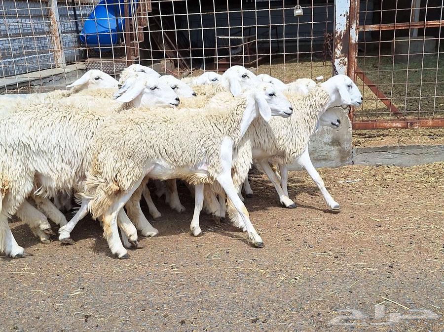 رخال حريات مقاني طيبه العدد 14 دفيع للقناي64497137761538114