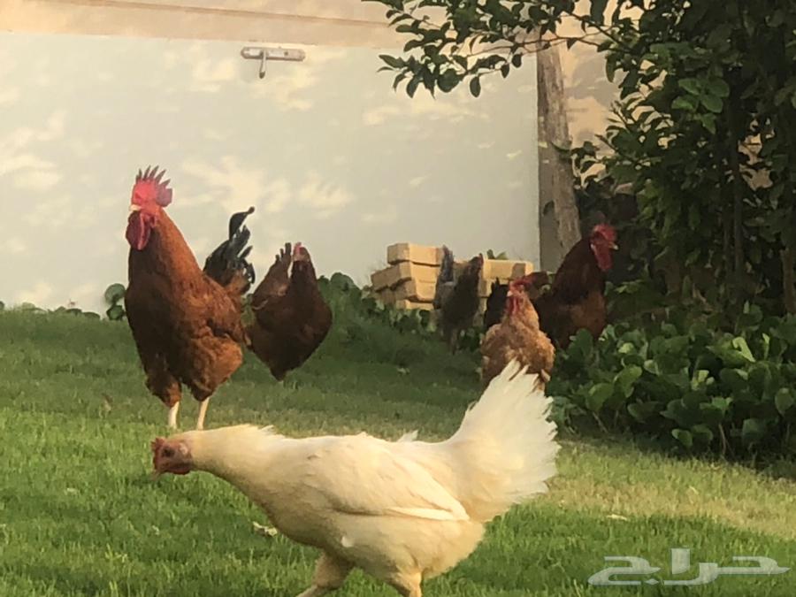 دجاج تركي بشاير للبيع64498591254019114