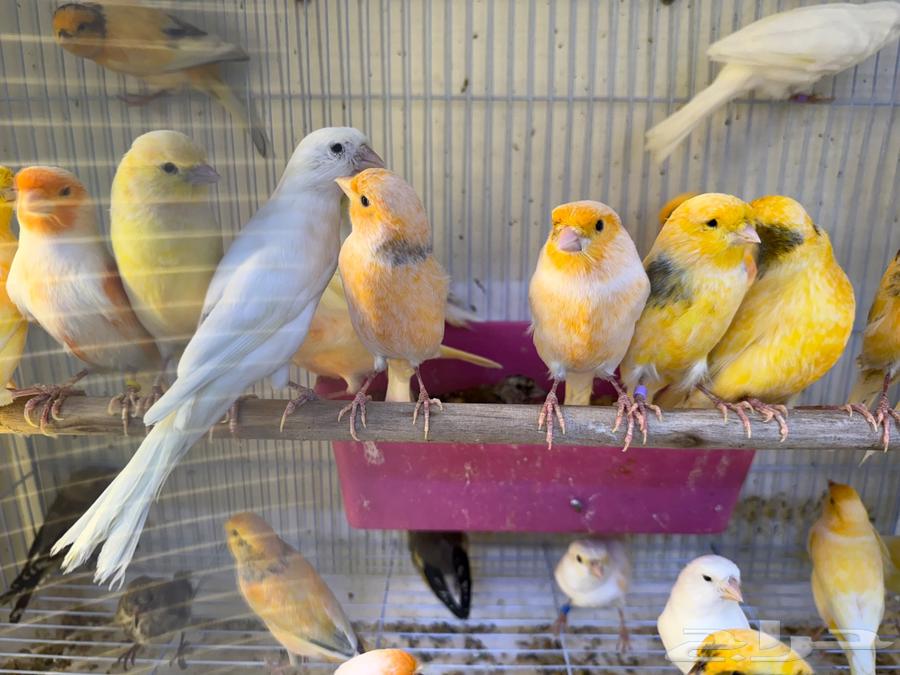 وصلت مجموعه كناري ايراني جمله ومفرق64501747219714113