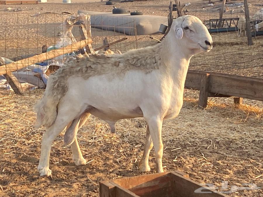 فحل حري فاااخر ومشروط تم البيع64489378208386114