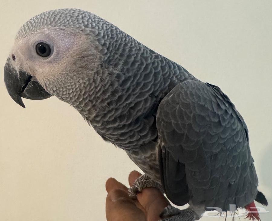 للبيع فرخ كاسكو هولندي طفره64497165882115110