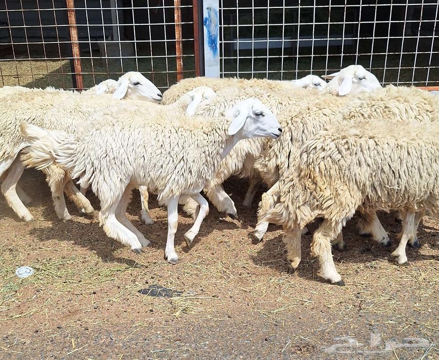 رخال حريات مقاني طيبه العدد 14 دفيع للقناي64497137761538112