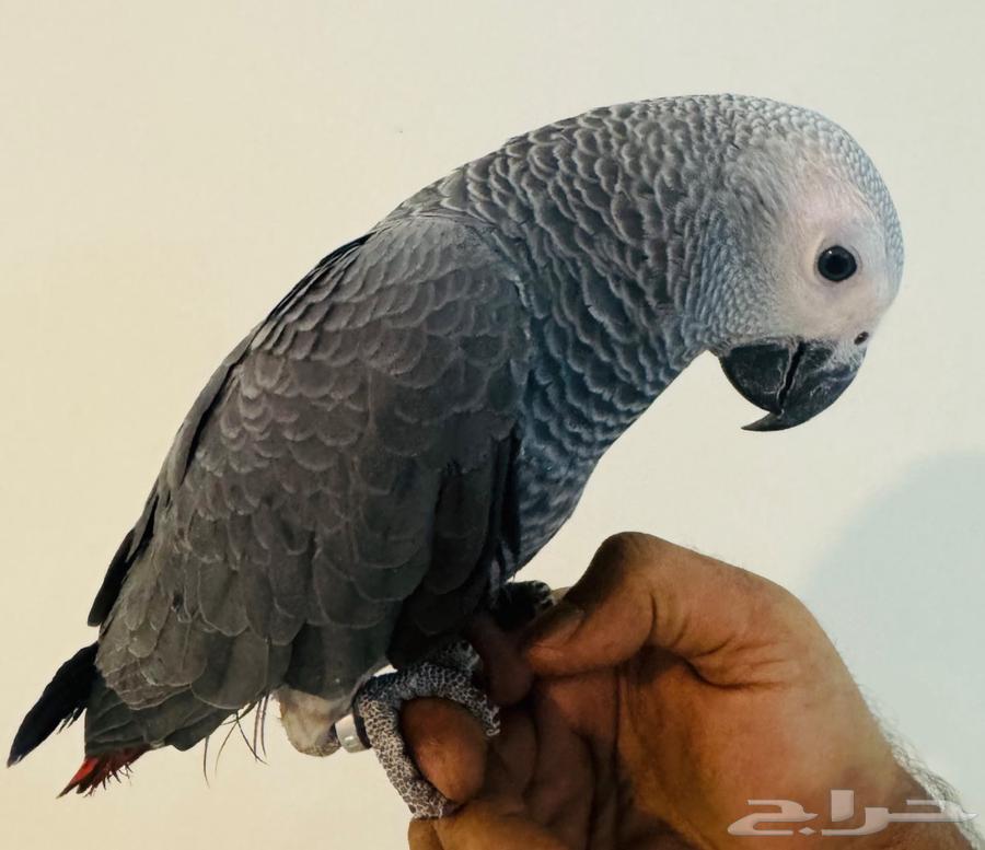 للبيع فرخ كاسكو هولندي طفره64497165882115111