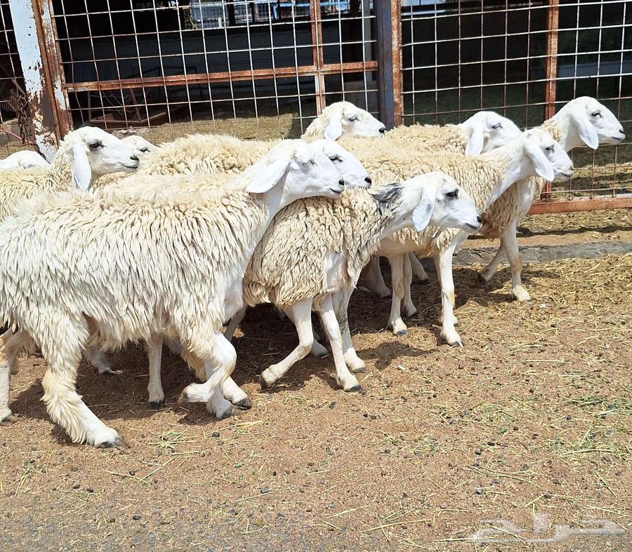 رخال حريات مقاني طيبه العدد 14 دفيع للقناي64497137761538111