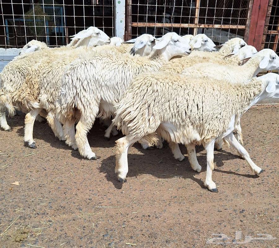 رخال حريات مقاني طيبه العدد 14 دفيع للقناي64497137761538110