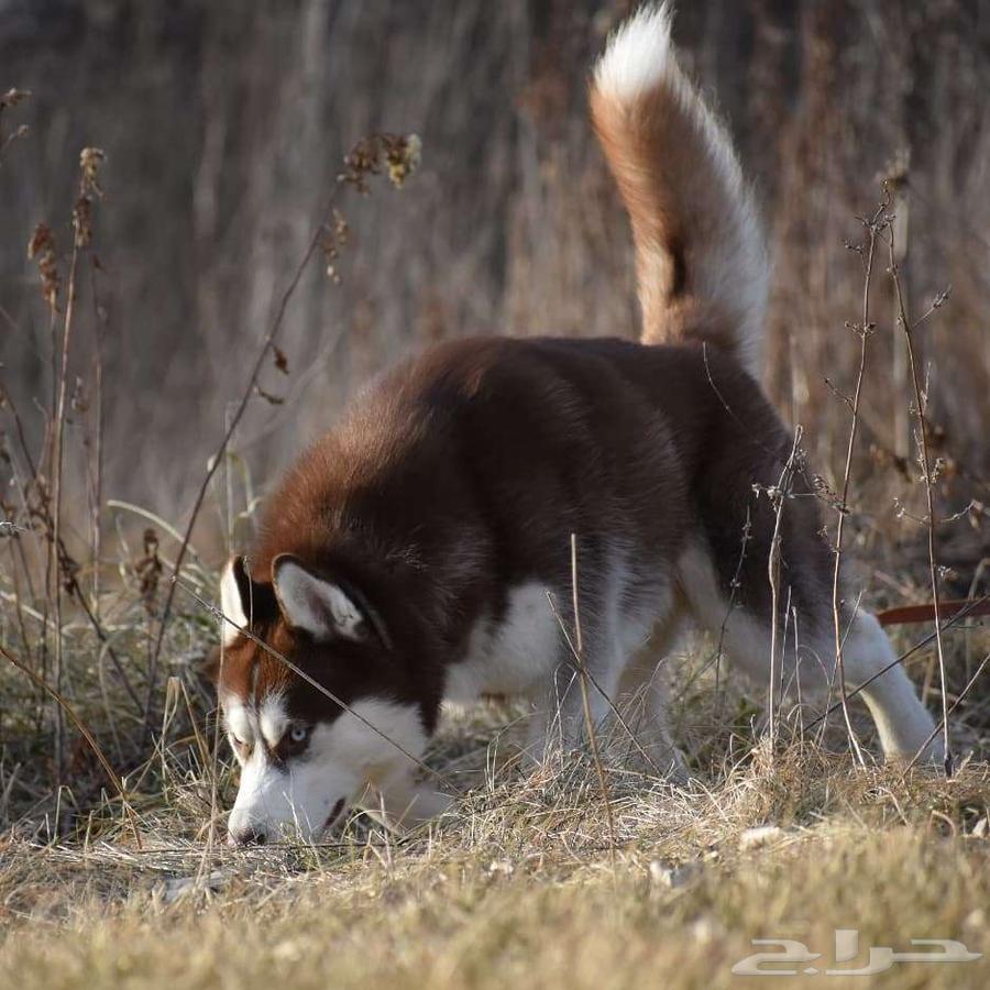 سيبيرين هوسكي64496571937538110