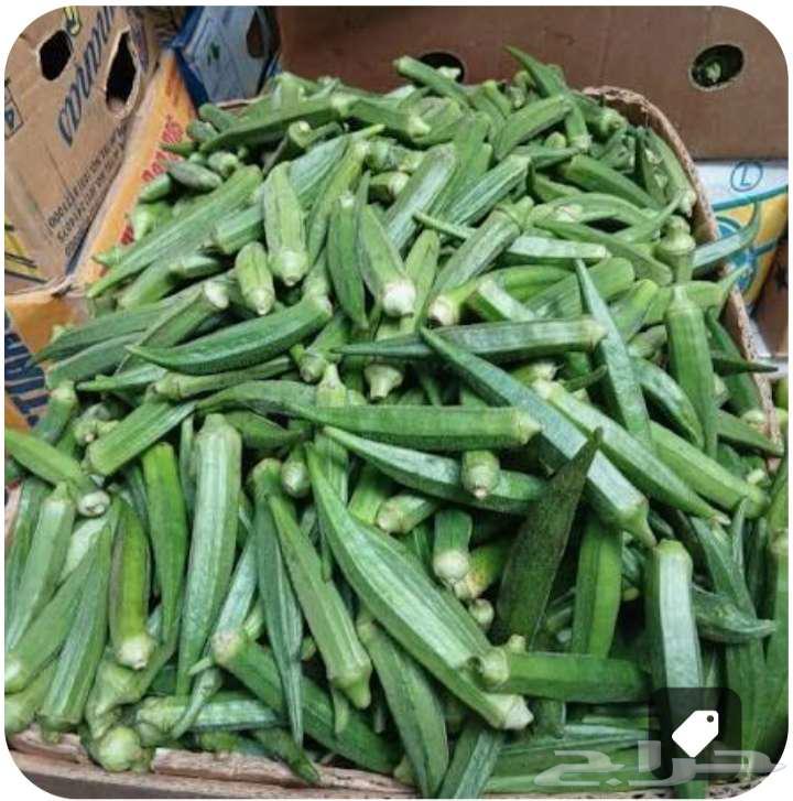 بسعر الجملة   بامية حبه طويلة للبيع يا بلاش64505093684225110