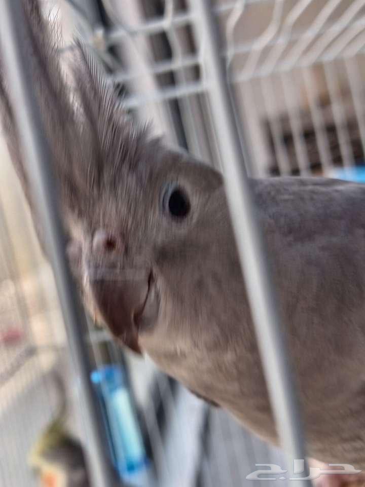 كروان هولندي نشيط للتزاوج64504545377025112