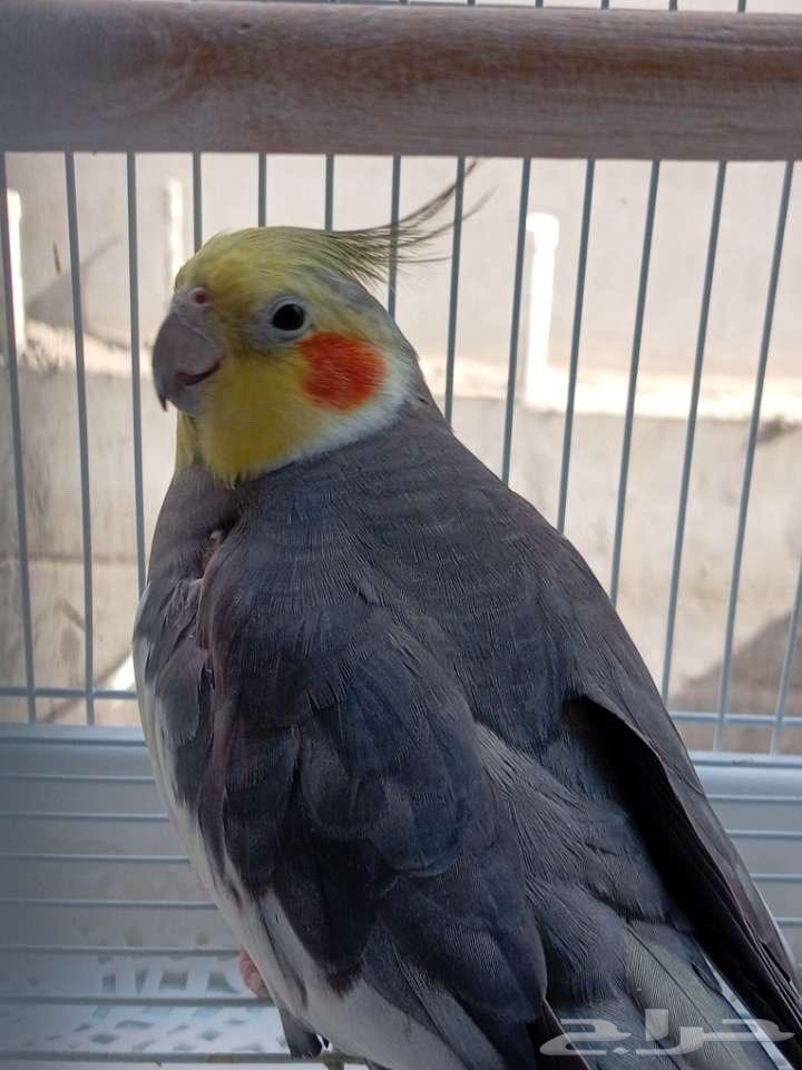 كروان هولندي نشيط للتزاوج64504545377025110