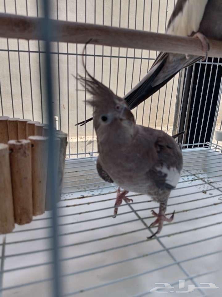 كروان هولندي نشيط للتزاوج64504545377025114