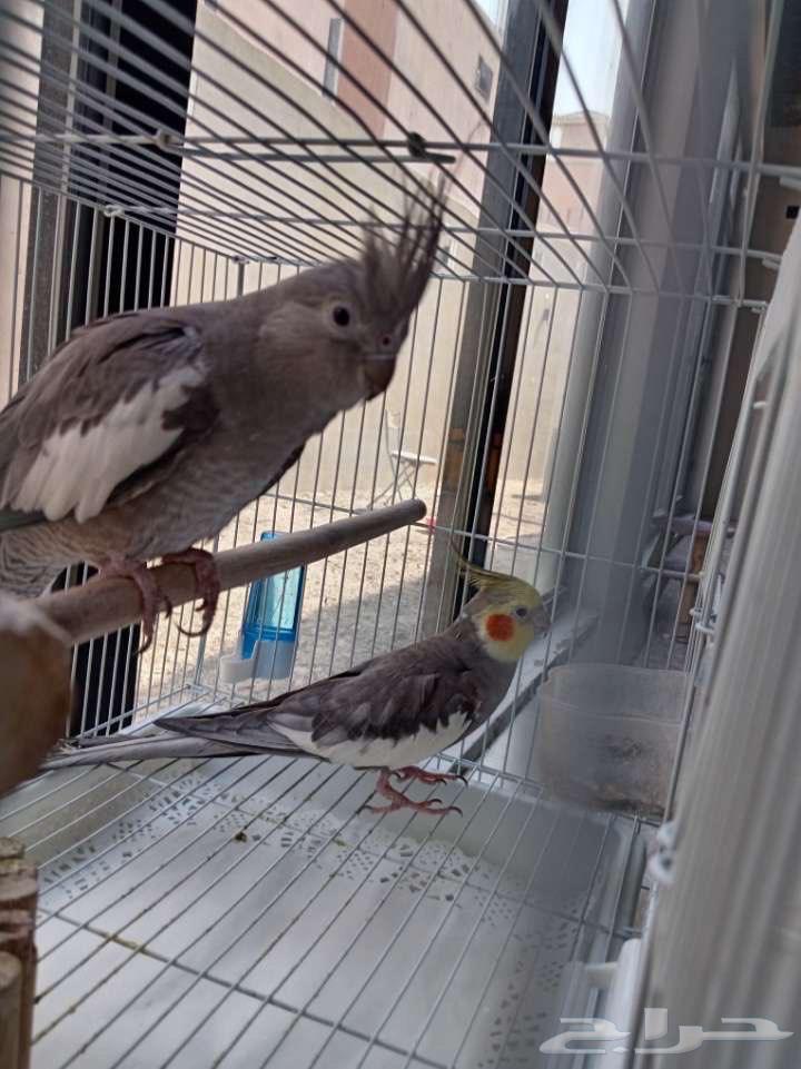 كروان هولندي نشيط للتزاوج64504545377025113