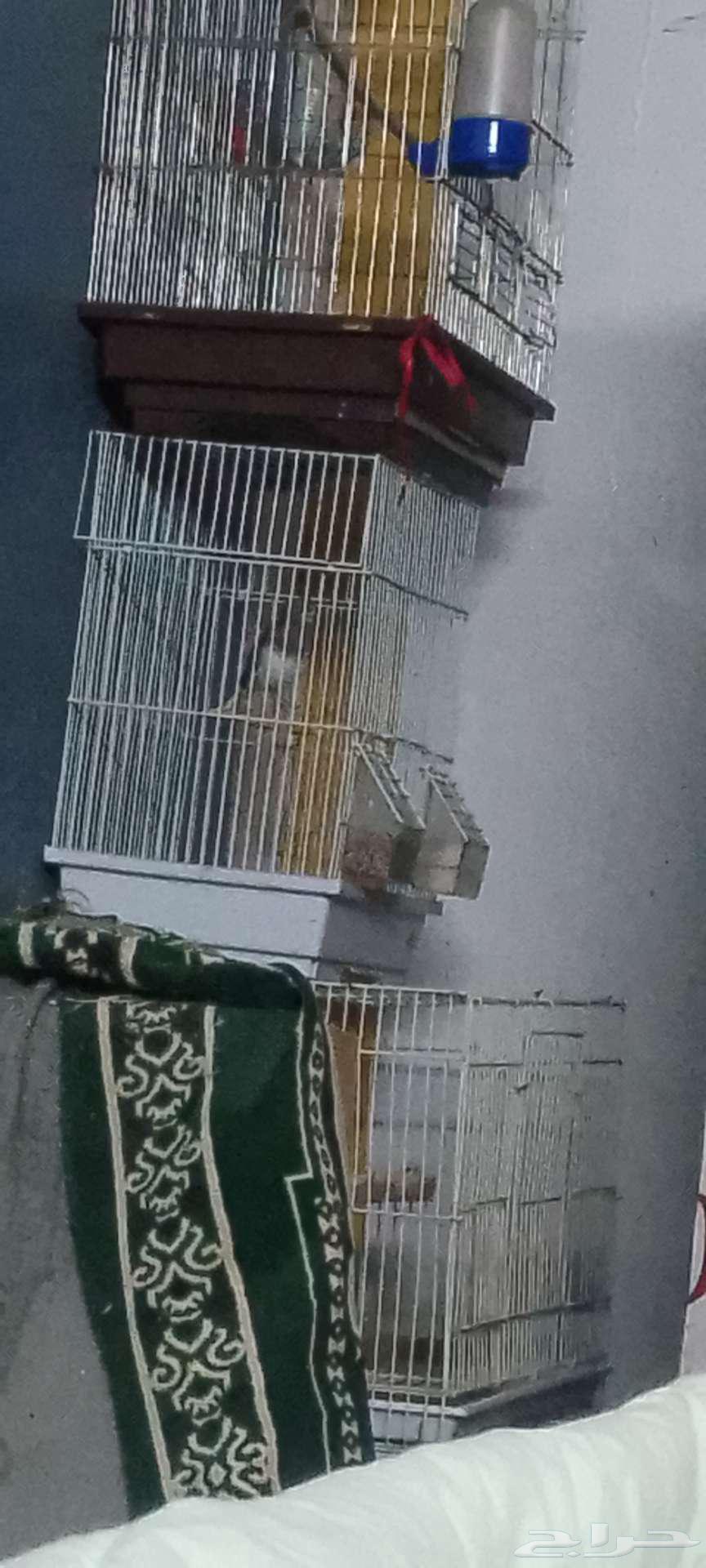 للبيع ذكر كناري جاهز للانتاج حار تغريد على شرط64503912190849110