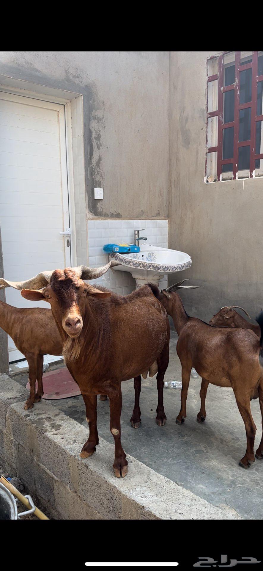 تيس ادهم للبيع64509519222659112