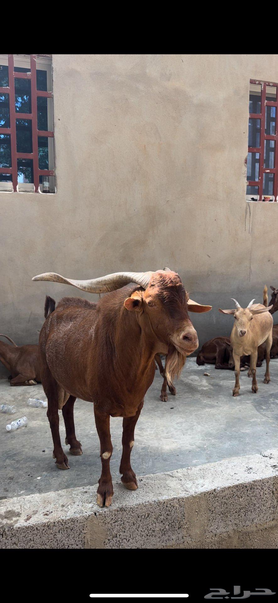 تيس ادهم للبيع64509519222659111