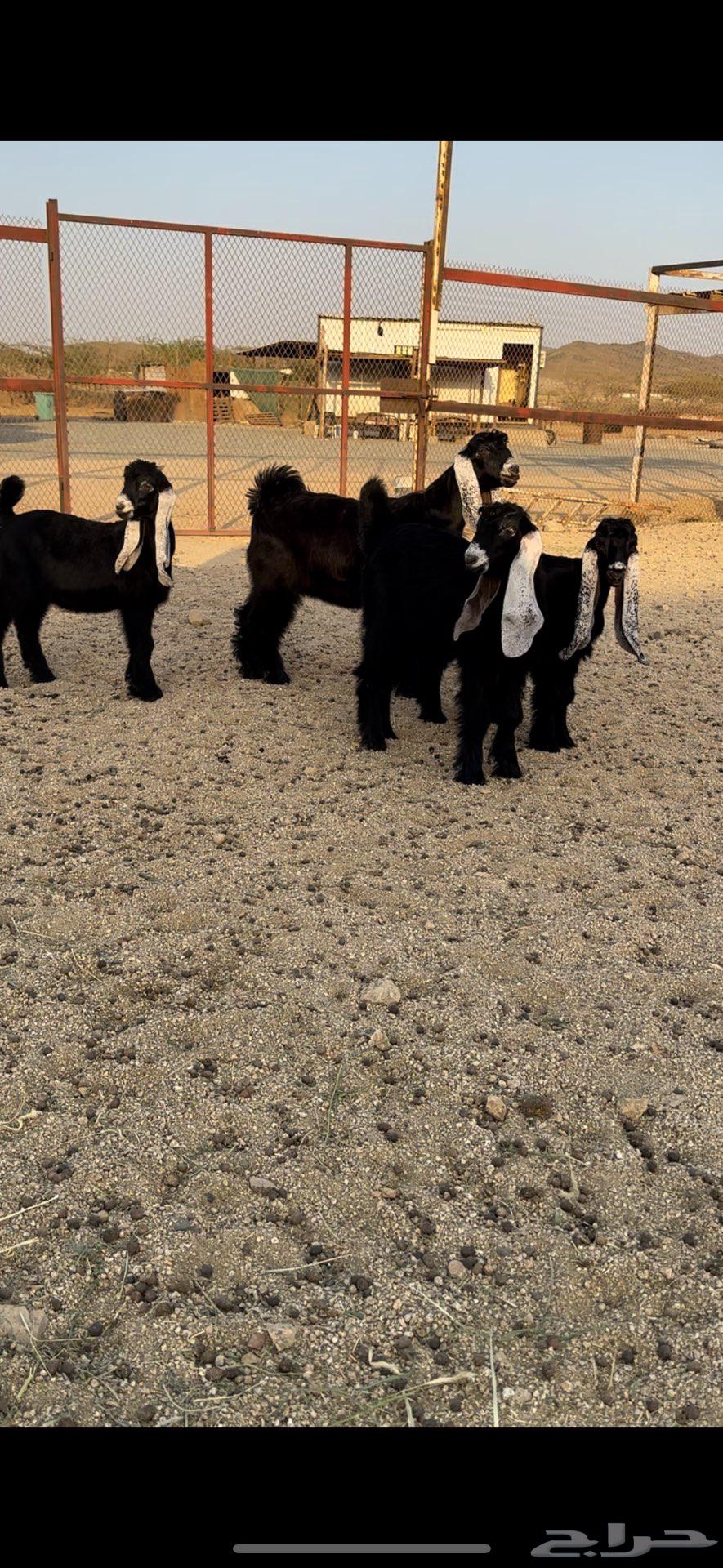 For Sale: Jafar Crossbeams of Good Quality Type64505176172418110