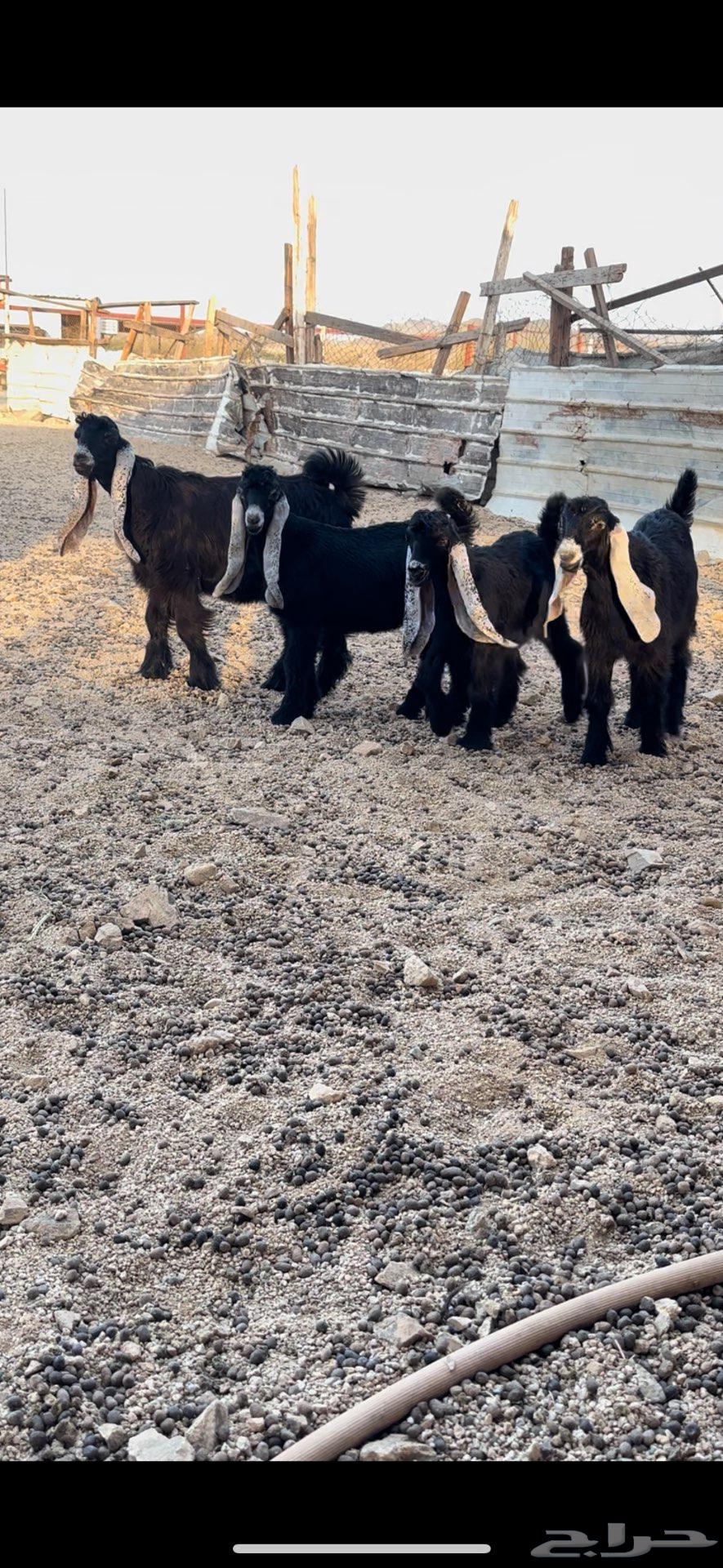 For Sale: Jafar Crossbeams of Good Quality Type64505176172418112