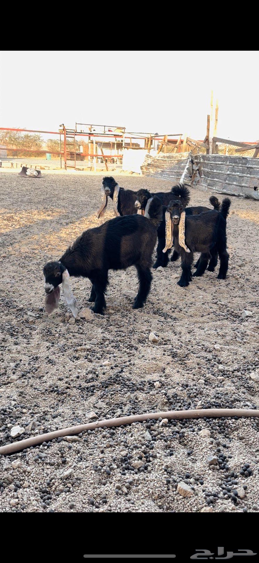 For Sale: Jafar Crossbeams of Good Quality Type64505176172418111