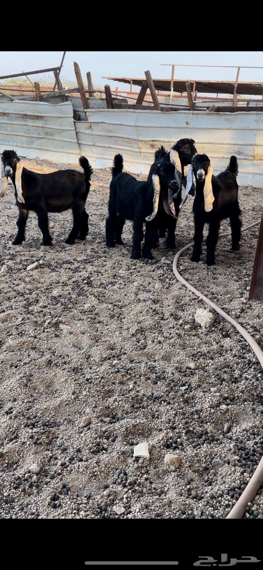 For Sale: Jafar Crossbeams of Good Quality Type64505176172418113