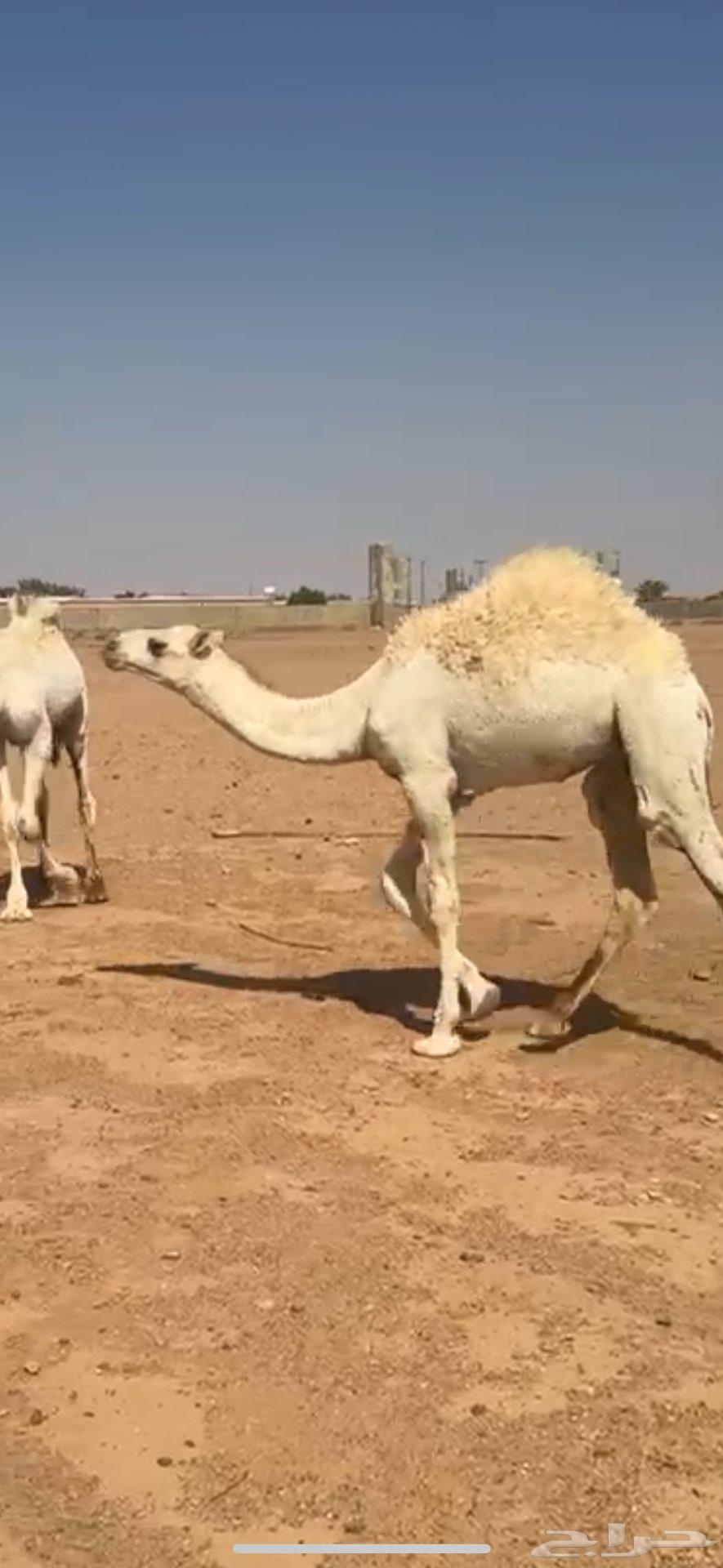 حاشي للبيع الموقع حايل64506034925953111