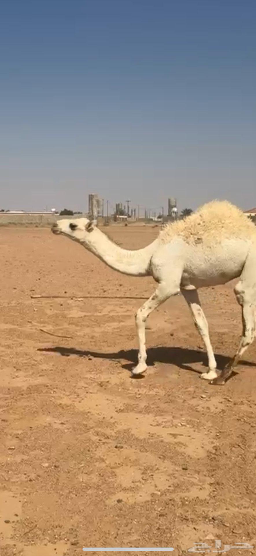 حاشي للبيع الموقع حايل64506034925953110