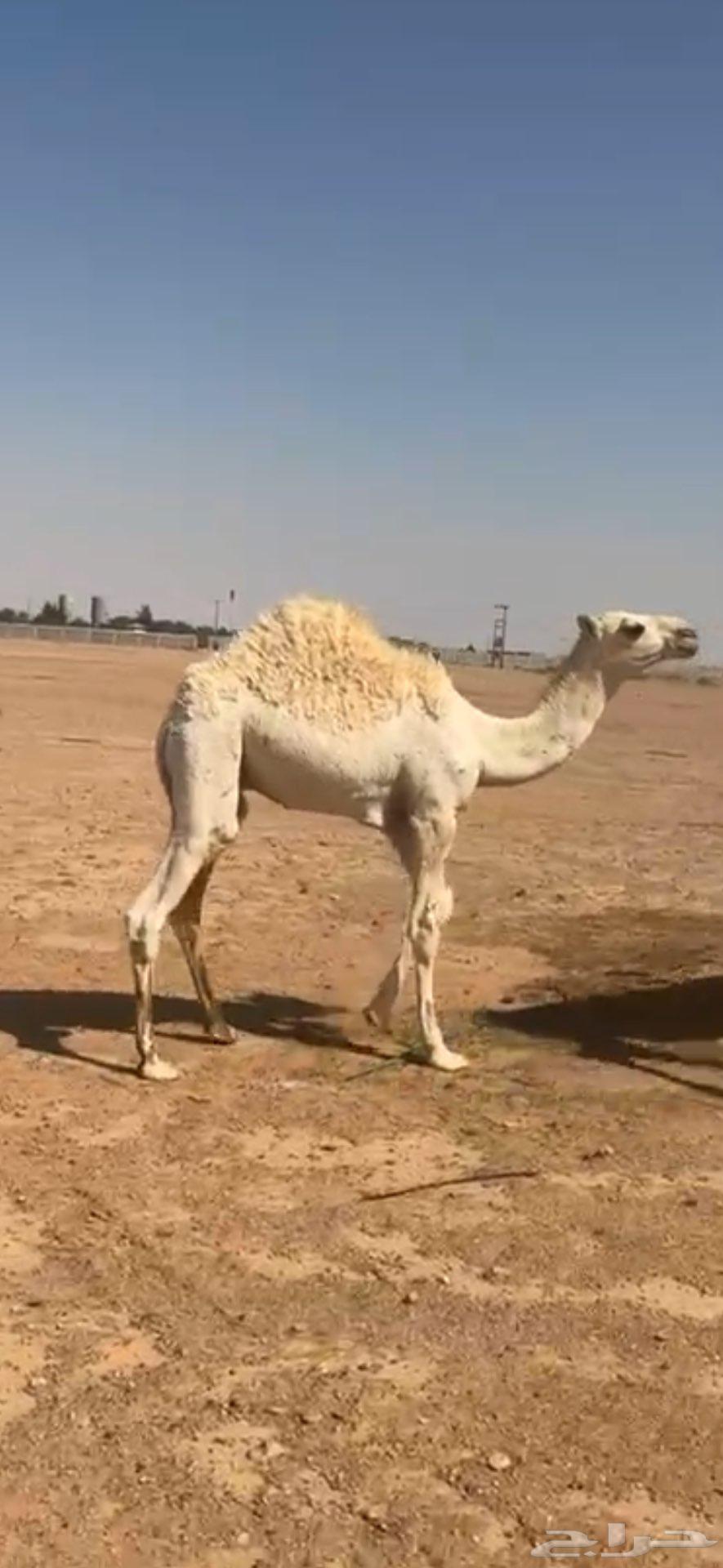 حاشي للبيع الموقع حايل64506034925953112