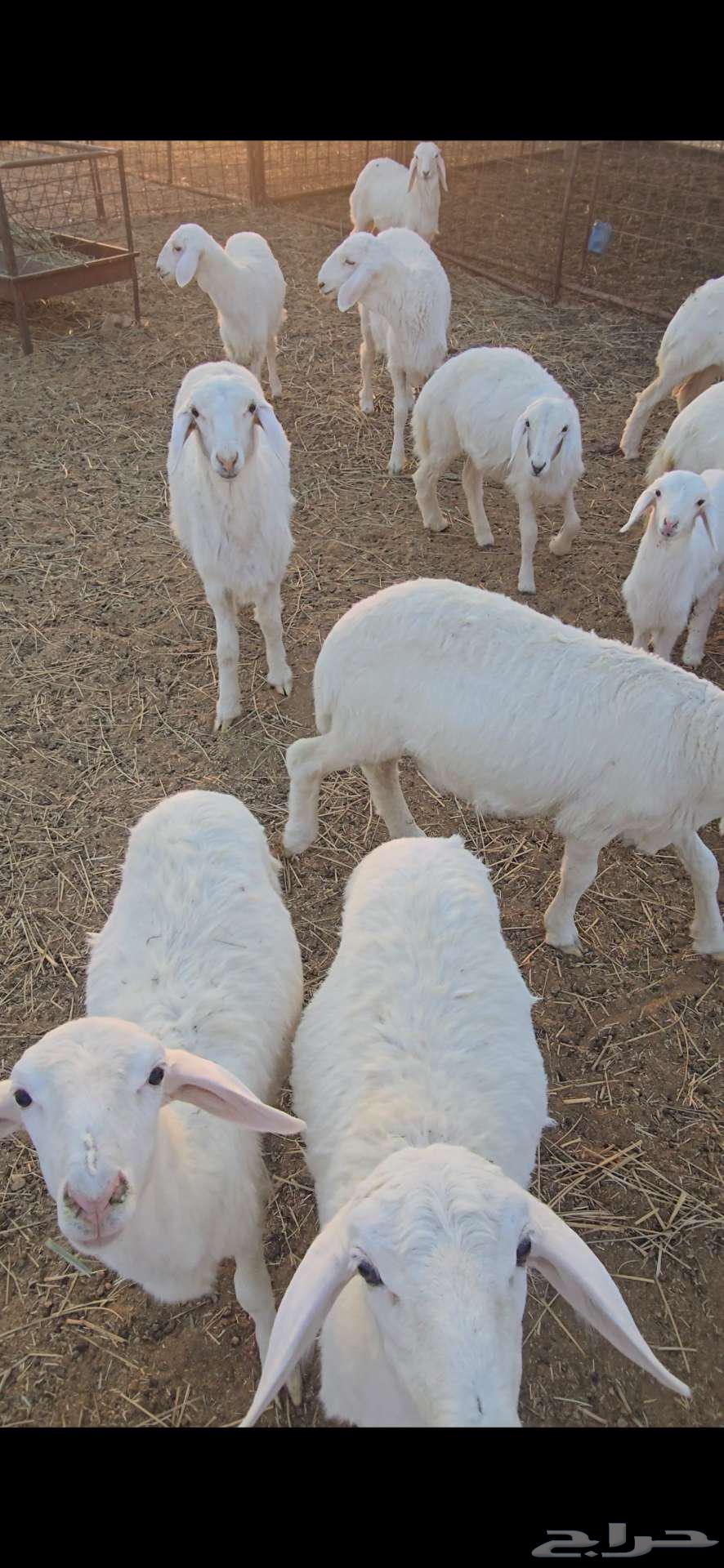 بهم حري للبيع العمر 3 شهور. تم البيع خارج الموقع64508887661699110