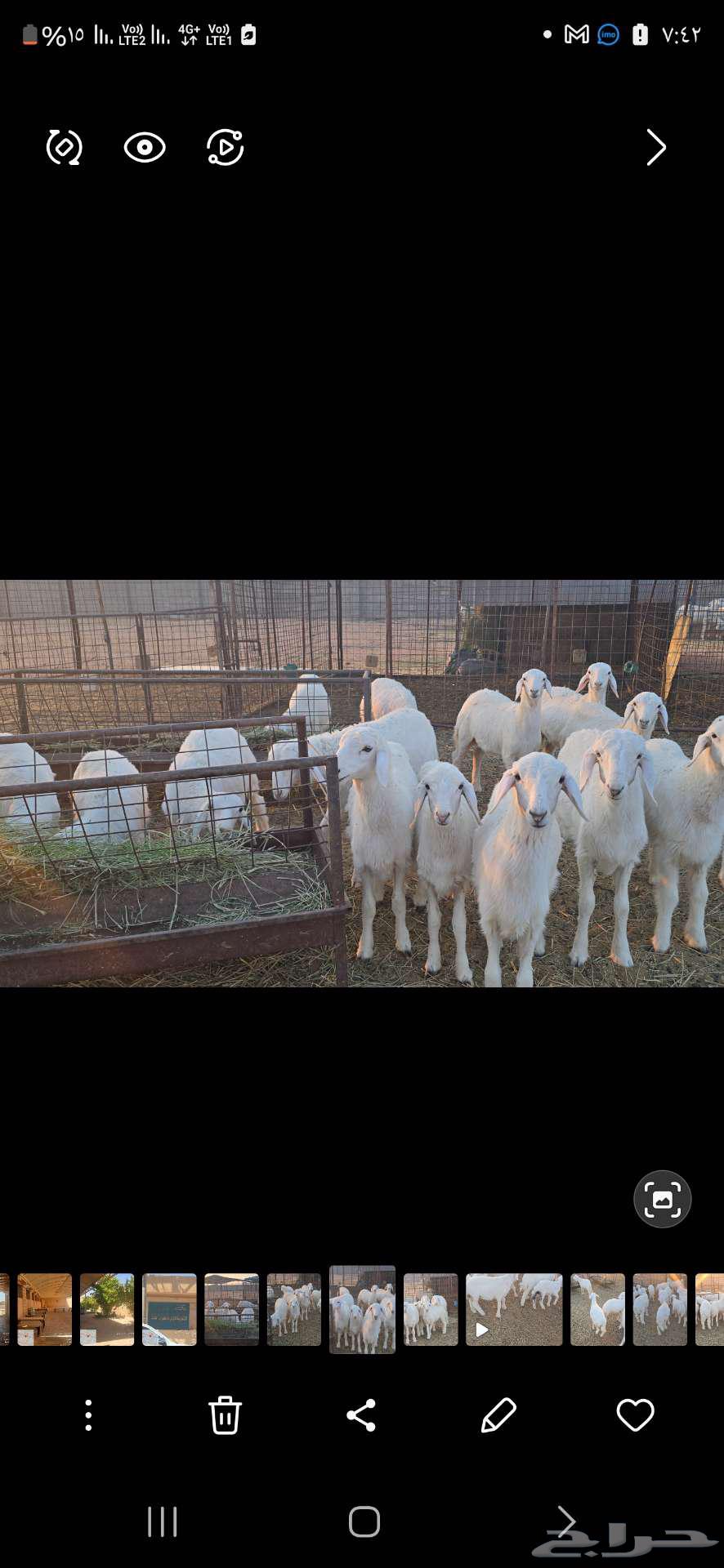 بهم حري للبيع العمر 3 شهور. تم البيع خارج الموقع64508887661699111