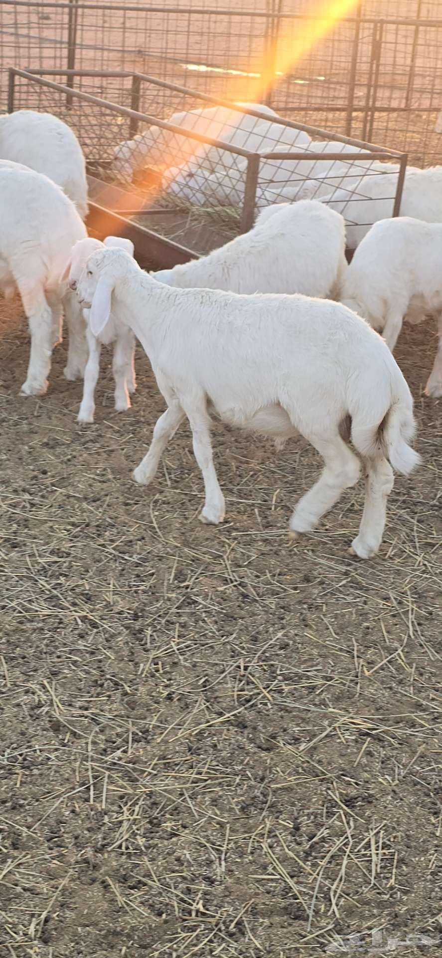 بهم حري للبيع العمر 3 شهور. تم البيع خارج الموقع64508887661699112