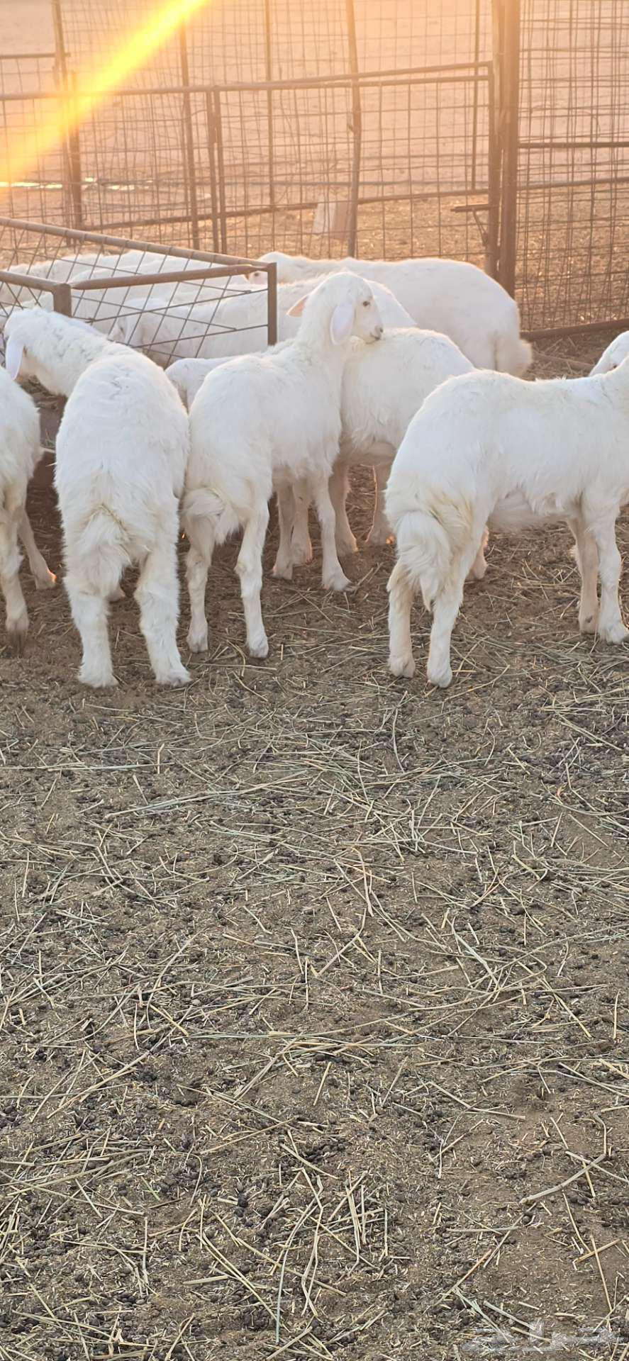 بهم حري للبيع العمر 3 شهور. تم البيع خارج الموقع64508887661699113