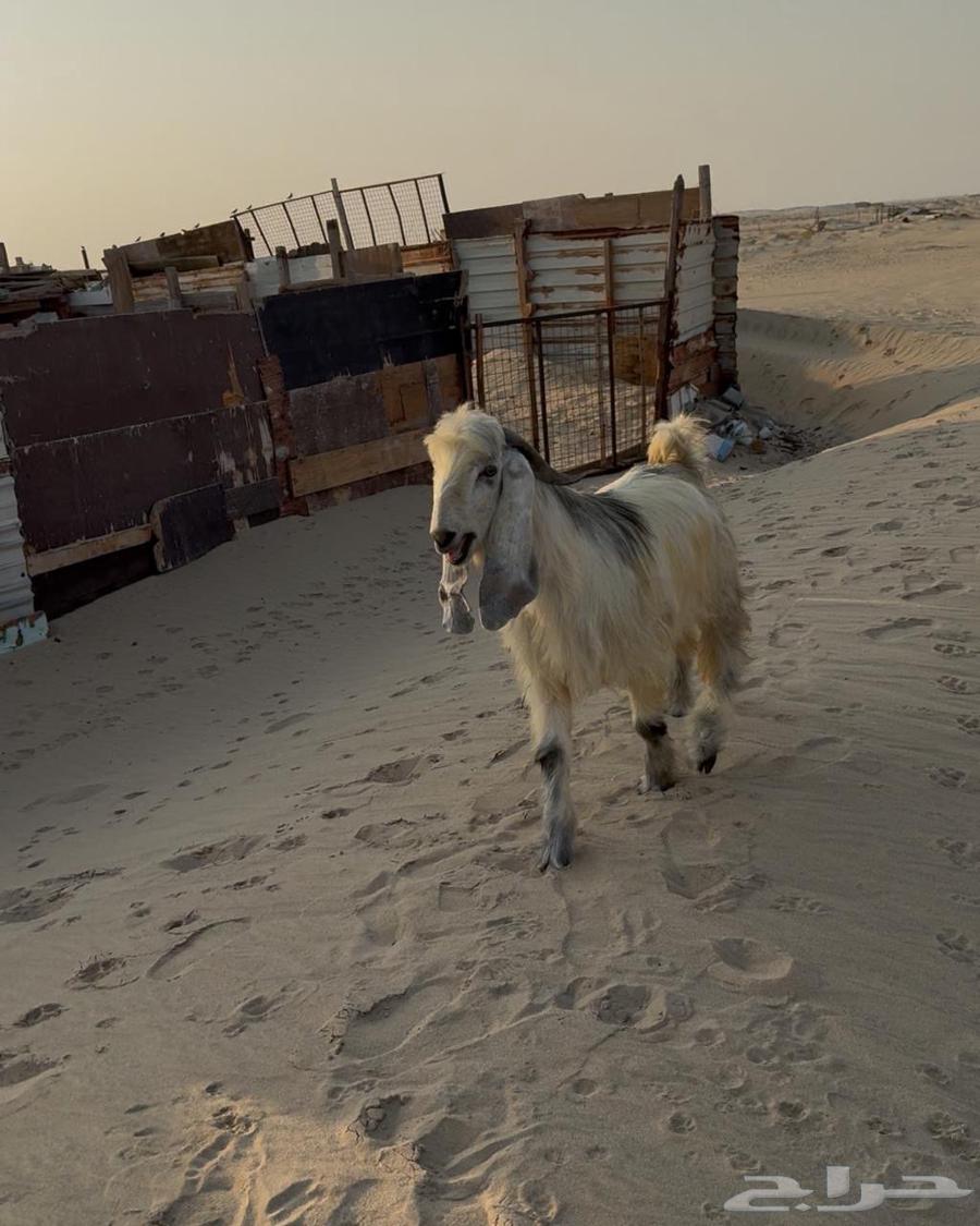 للبيع تيس فحل ثني ابيض64506380414723111