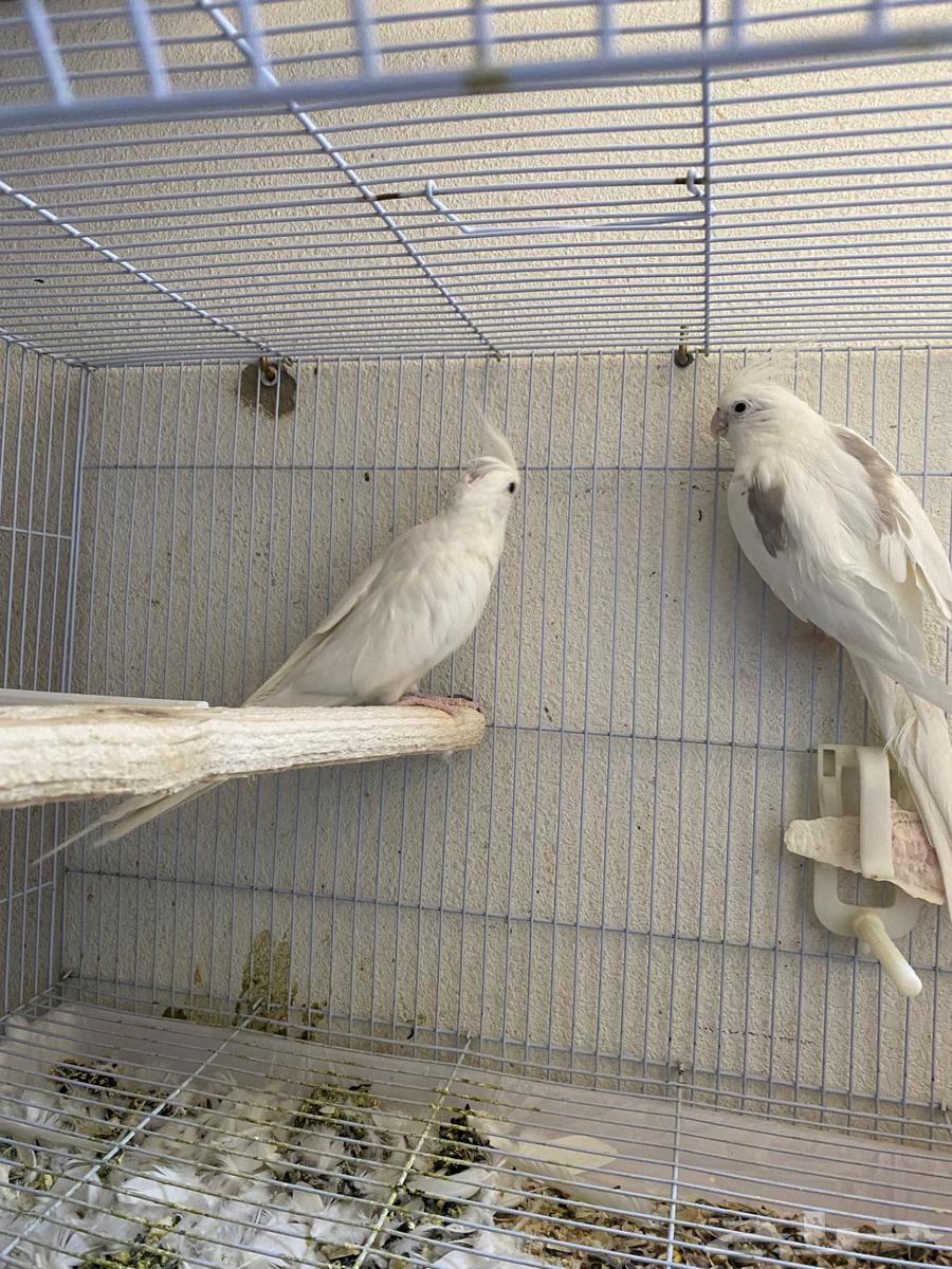 Crown Pair64507291370369113