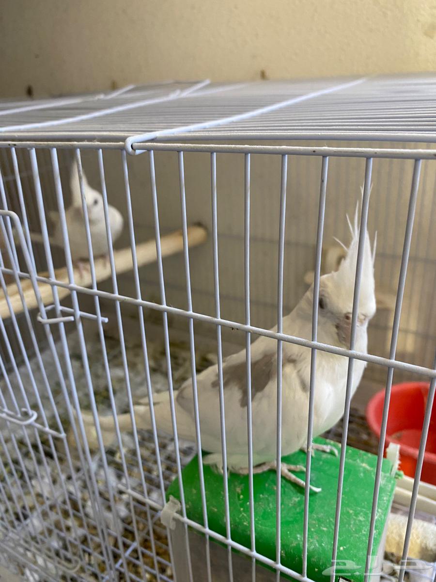 Crown Pair64507291370369110