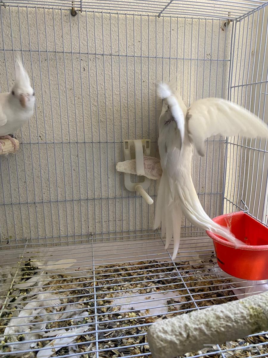 Crown Pair64507291370369111