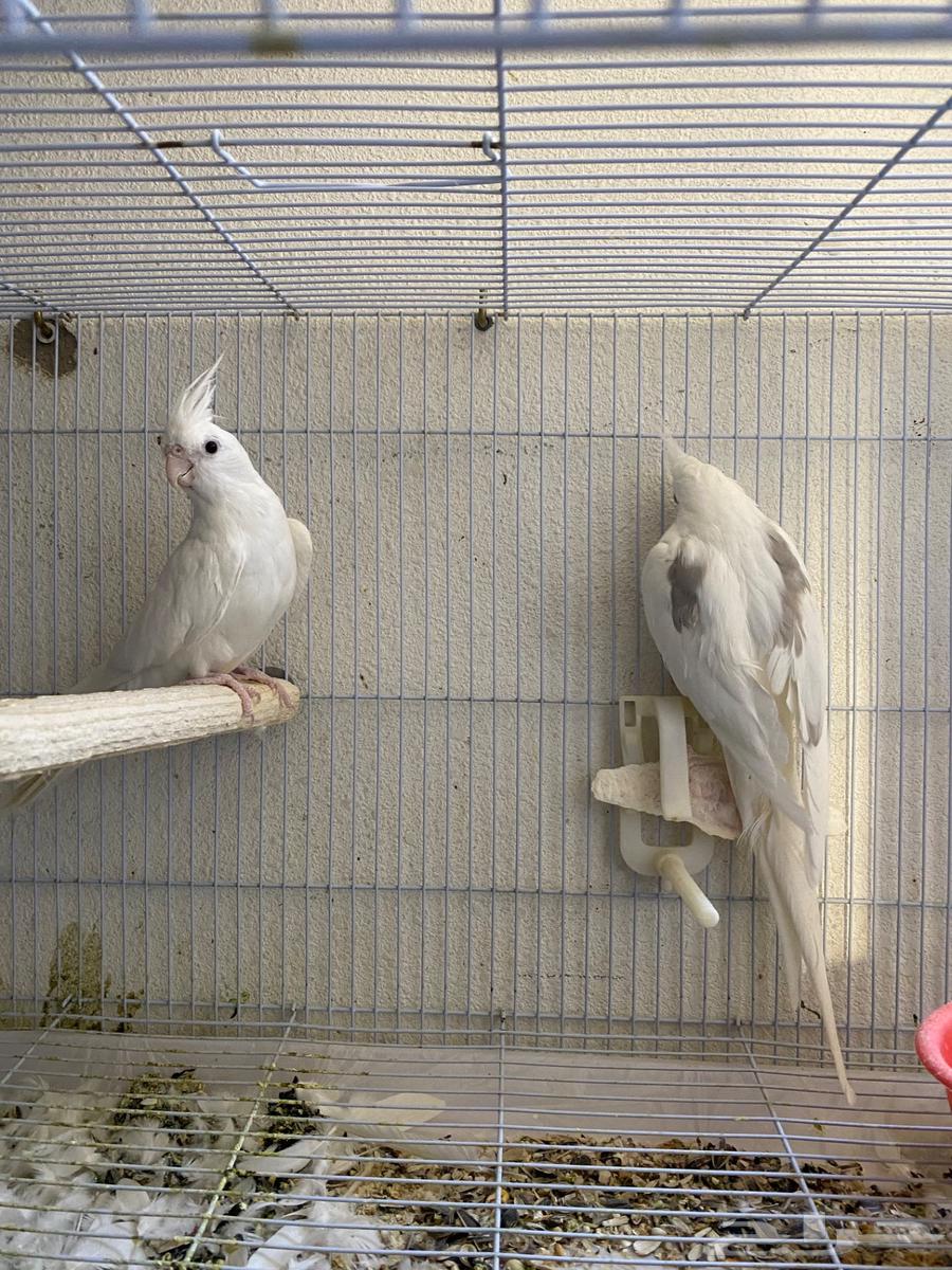 Crown Pair64507291370369114