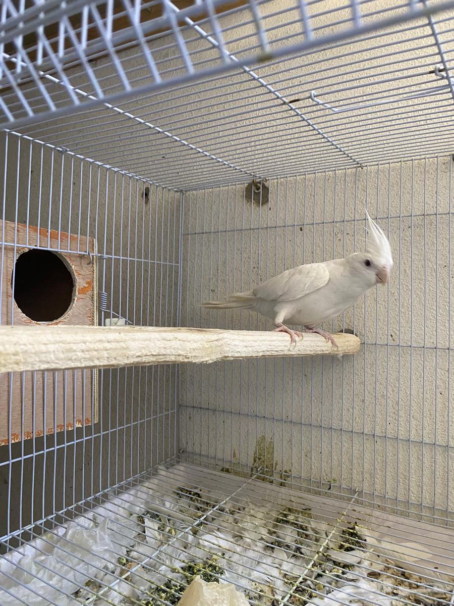 Crown Pair64507291370369112