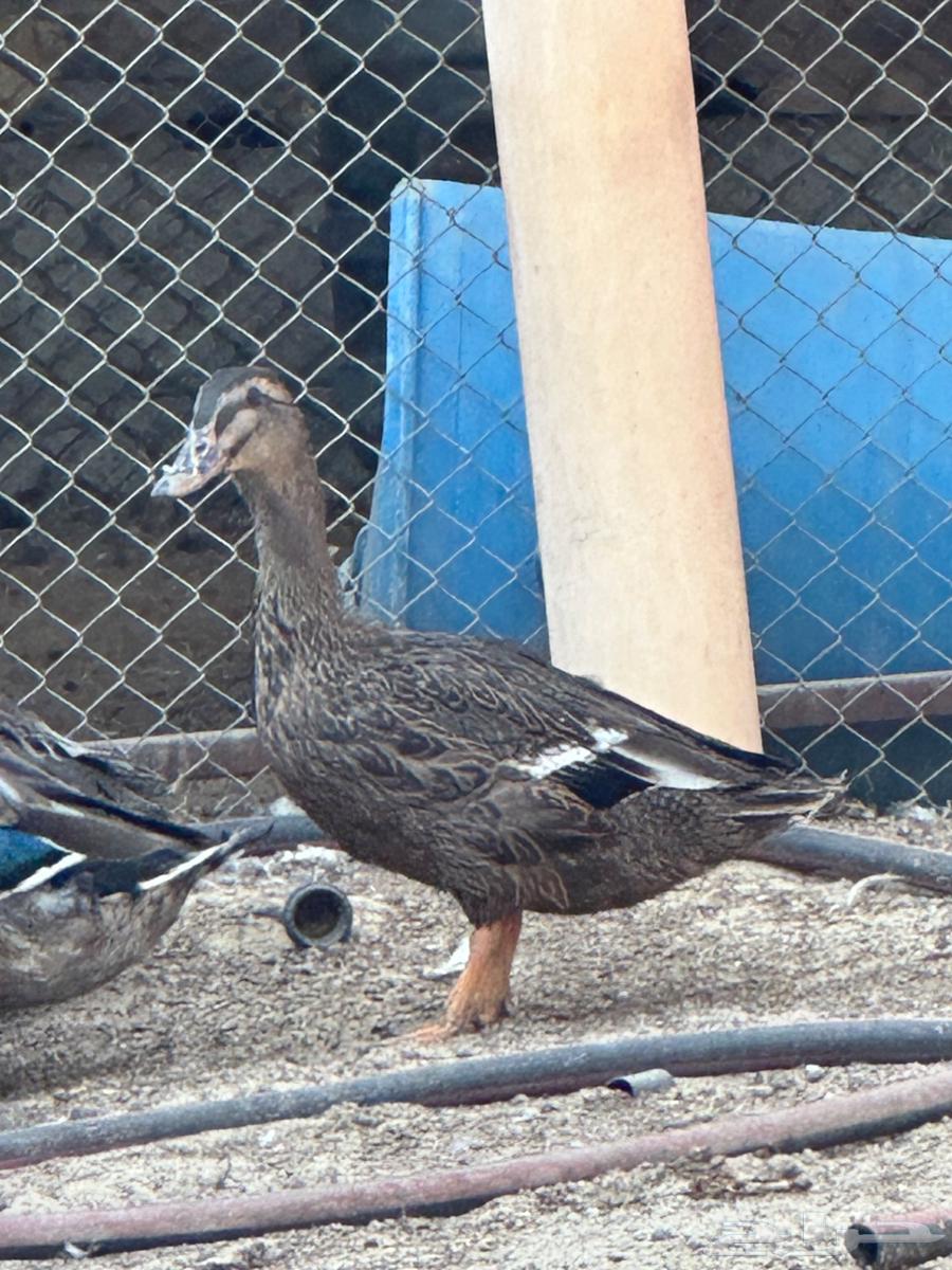 بط للبيع64412562061185110