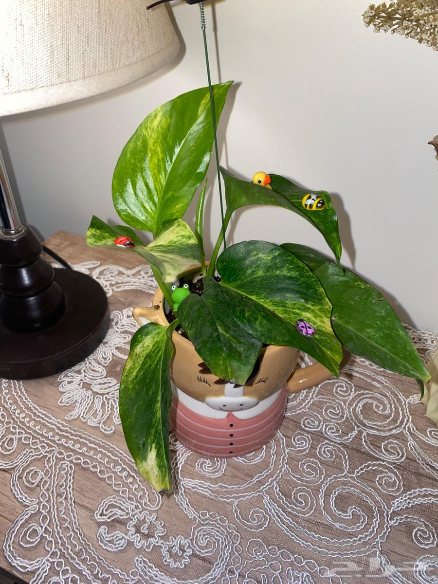 نباتات في المدينه64510154180227112