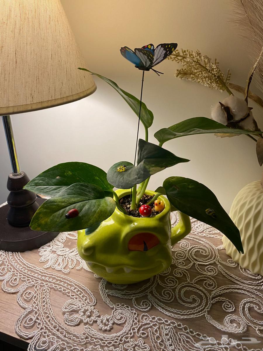 نباتات في المدينه64510154180227113