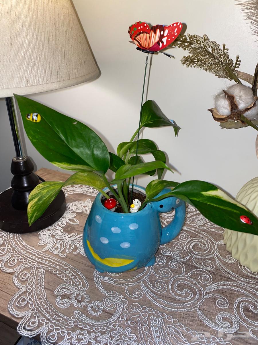 نباتات في المدينه64510154180227114